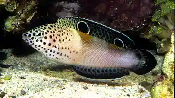 Twin Spot Coris Wrasse 